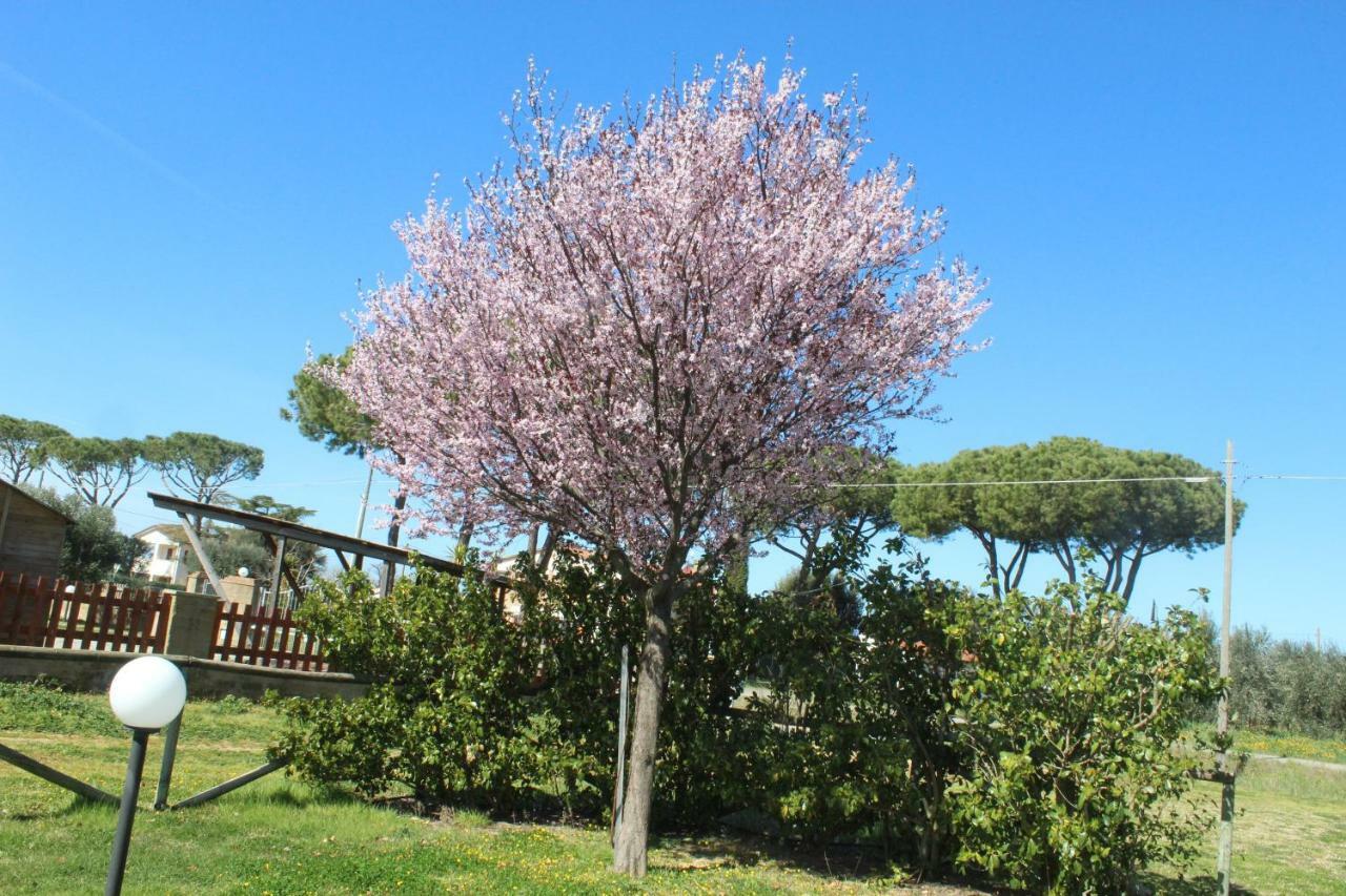 Agriturismo Mimosa Konuk evi Rispescia Dış mekan fotoğraf